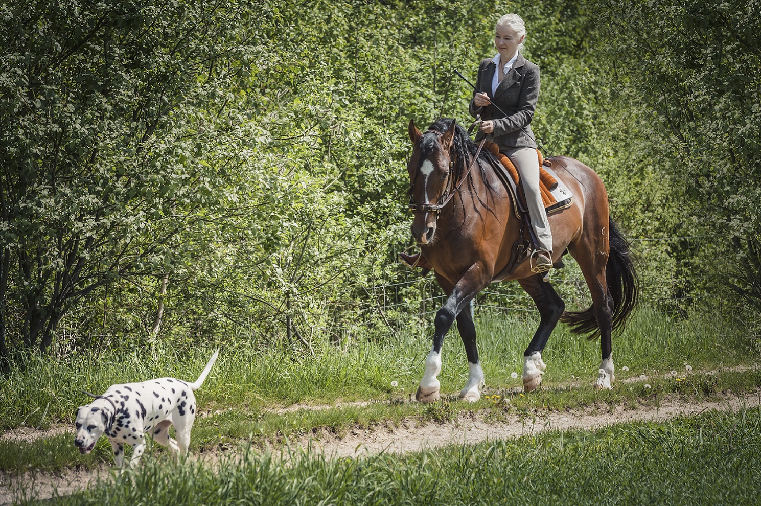 Dressur und Gelände Kopie